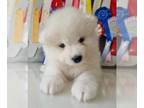 Samoyed PUPPY FOR SALE ADN-784941 - Super AKC reg samoyeds Puppies Champion