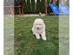 Samoyed PUPPY FOR SALE ADN-784946 - Samoyed puppies two boys left only