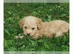 Poodle (Toy) PUPPY FOR SALE ADN-784955 - Toy Poodle Puppies