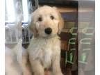 Goldendoodle PUPPY FOR SALE ADN-784990 - Golden Doodles