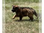 German Shepherd Dog PUPPY FOR SALE ADN-785073 - AKC GSD FEMALE PUPPIES