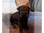 Chinese Shar-Pei PUPPY FOR SALE ADN-785078 - Chinese Sharpei puppies