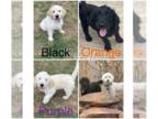 Double Doodle PUPPY FOR SALE ADN-785085 - Double doodle puppies for sale