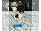 YorkiePoo PUPPY FOR SALE ADN-785089 - Yorkiepoo Puppy