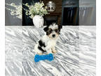 YorkiePoo PUPPY FOR SALE ADN-785090 - Yorkiepoo Puppy