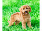 Goldendoodle PUPPY FOR SALE ADN-785105 - F1B Goldendoodle puppy