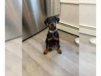 Doberman Pinscher PUPPY FOR SALE ADN-785106 - European Dobermans