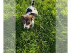 Jack Russell Terrier PUPPY FOR SALE ADN-785108 - Female Jack Russell Puppy
