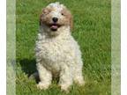 Poodle (Standard) PUPPY FOR SALE ADN-785112 - AKC Moyen Red and White Poodle