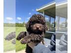 Lhasa-Poo PUPPY FOR SALE ADN-785115 - Little Fanny May