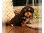 Cavapoo PUPPY FOR SALE ADN-785123 - f1 Cavapoo