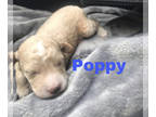 Doodle-Goldendoodle Mix PUPPY FOR SALE ADN-785126 - Everyone meet the cutest