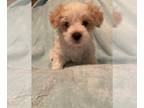 Lhasa-Poo-Papitese Mix PUPPY FOR SALE ADN-785130 - ADOPTION DATE Early August