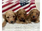 Goldendoodle (Miniature) PUPPY FOR SALE ADN-785131 - Mini F1b Goldendoodle RED
