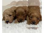 Goldendoodle (Miniature) PUPPY FOR SALE ADN-785131 - Mini F1b Goldendoodle RED
