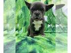 French Bulldog PUPPY FOR SALE ADN-785132 - French bulldog