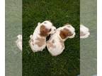 Cavalier King Charles Spaniel PUPPY FOR SALE ADN-785140 - Purebred King Charles