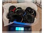 Yorkshire Terrier PUPPY FOR SALE ADN-785146 - Yorkie puppies