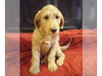 Labradoodle PUPPY FOR SALE ADN-785147 - Very Sweet Labradoodles