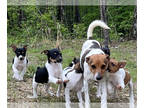 Rat Terrier PUPPY FOR SALE ADN-785149 - 5150 Farms Cookie and Francis puppies