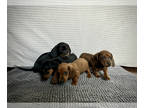 Dachshund PUPPY FOR SALE ADN-785159 - Mini Dachshund pups in CO