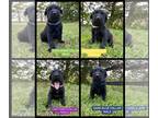 Labrador Retriever PUPPY FOR SALE ADN-785163 - AKC Labrador Retrievers