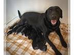 Labrador Retriever PUPPY FOR SALE ADN-785163 - AKC Labrador Retrievers