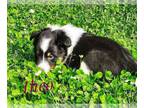 Shetland Sheepdog PUPPY FOR SALE ADN-785164 - Only one left tri male