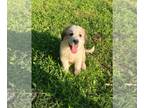 Great Pyrenees PUPPY FOR SALE ADN-785166 - Full blooded Great Pyrenees