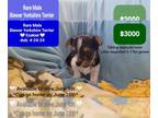 Yorkshire Terrier PUPPY FOR SALE ADN-785170 - Ezekiel