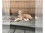 Italian Greyhound PUPPY FOR SALE ADN-785180 - Male Italian greyhound