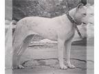 Dogo Argentino PUPPY FOR SALE ADN-785182 - Beautiful girl