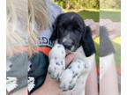 German Shorthaired Pointer PUPPY FOR SALE ADN-785190 - Darth Vader