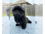 Shih Tzu PUPPY FOR SALE ADN-785191 - Shih Tzu puppies