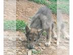 Wolf Hybrid PUPPY FOR SALE ADN-785192 - Kasatka pups
