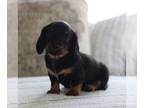 Dachshund PUPPY FOR SALE ADN-785193 - ACA Mini Dachshund