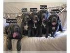 Cane Corso PUPPY FOR SALE ADN-785198 - Beautiful Cane Corso Puppies