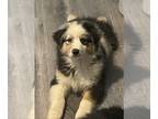 Australian Shepherd PUPPY FOR SALE ADN-785213 - AKC Blue Merle