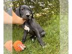 Great Dane PUPPY FOR SALE ADN-785219 - Decker