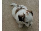 Mal-Shi-Morkie Mix PUPPY FOR SALE ADN-785229 - Coco