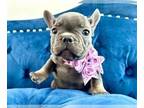 French Bulldog PUPPY FOR SALE ADN-785234 - LILAC TAN LOVEBUG