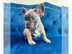 French Bulldog PUPPY FOR SALE ADN-785235 - BLUE FAWN CUTIE