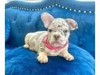 French Bulldog PUPPY FOR SALE ADN-785236 - LILAC MERLE PRINCESS