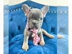 French Bulldog PUPPY FOR SALE ADN-785237 - LILAC TAN FEMALE