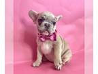 French Bulldog PUPPY FOR SALE ADN-785238 - FAWN MERLE BEAUTY