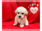 Maltipoo PUPPY FOR SALE ADN-785247 - ABSOLUTELY ADORABLE MALTIPOO PUPS