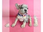 French Bulldog PUPPY FOR SALE ADN-785256 - LILAC TRI MERLE