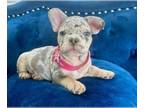 French Bulldog PUPPY FOR SALE ADN-785260 - LILAC MERLE PRINCESS