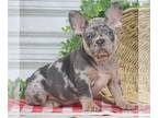 French Bulldog PUPPY FOR SALE ADN-785292 - AKC French Bulldog