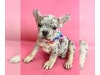 French Bulldog PUPPY FOR SALE ADN-785327 - LILAC TRI MERLE